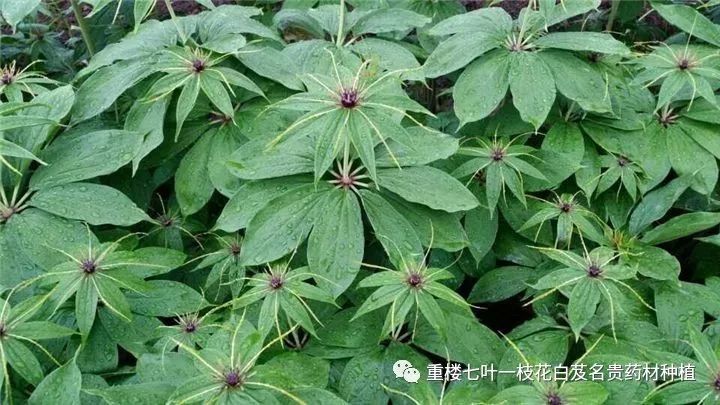 种植重楼的前景如何_致富经重楼种植技术_种植重楼需要什么条件