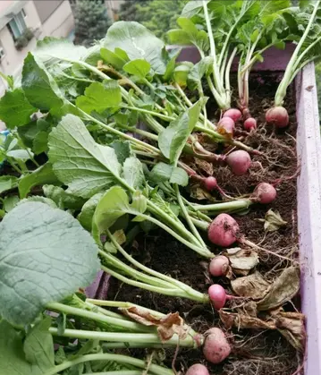 冬季室内香菜种植技术_香菜冬季种植技术视频_香菜冬季种植方法