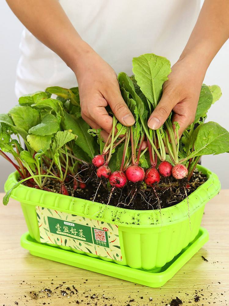 香菜冬季种植方法_香菜冬季种植技术视频_冬季室内香菜种植技术