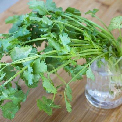 香菜冬季室内种植技术要点_冬季室内香菜种植技术_香菜冬季种植方法