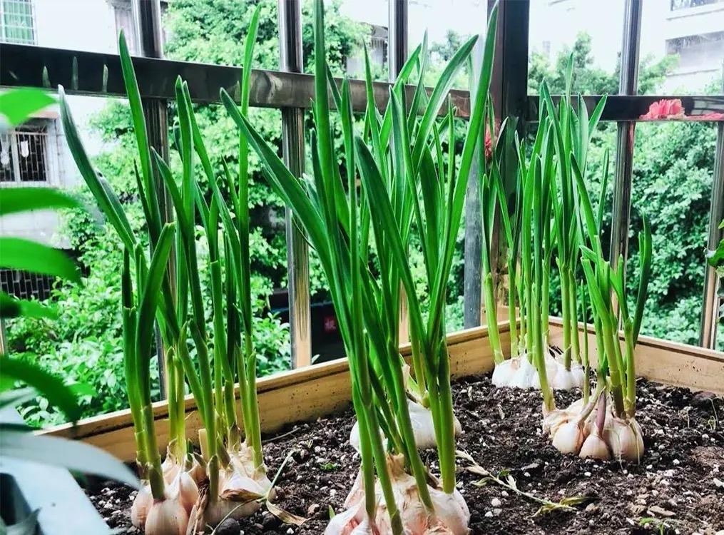 香菜冬季种植技术视频_香菜冬季室内种植技术与管理_冬季室内香菜种植技术