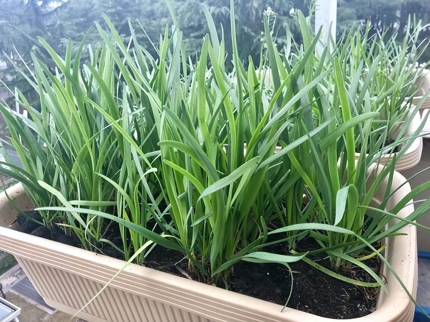 香菜冬季室内种植技术与管理_香菜冬季种植技术视频_冬季室内香菜种植技术