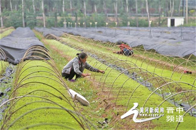 榆社县大力实施惠农奖补政策