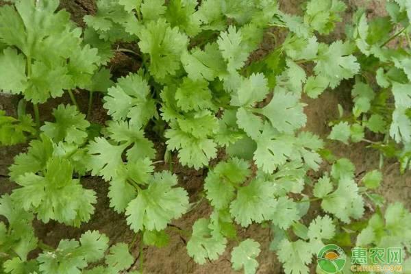 香菜冬季种植方法_冬季室内香菜种植技术_香菜冬季室内种植技术视频