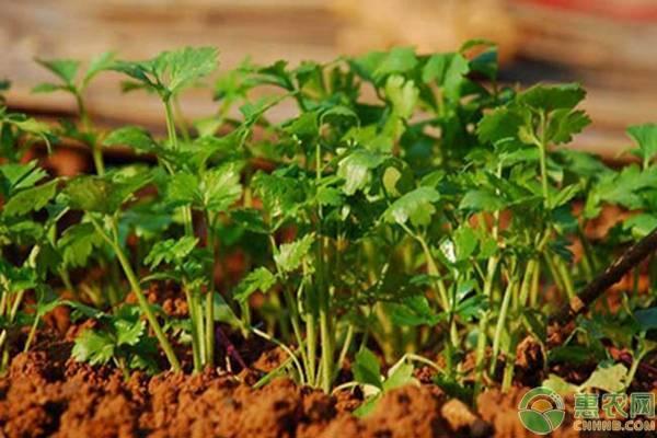 香菜冬季室内种植技术视频_冬季室内香菜种植技术_香菜冬季种植方法