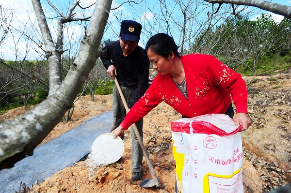 荒山变绿果茶飘香  生态种养助力脱贫