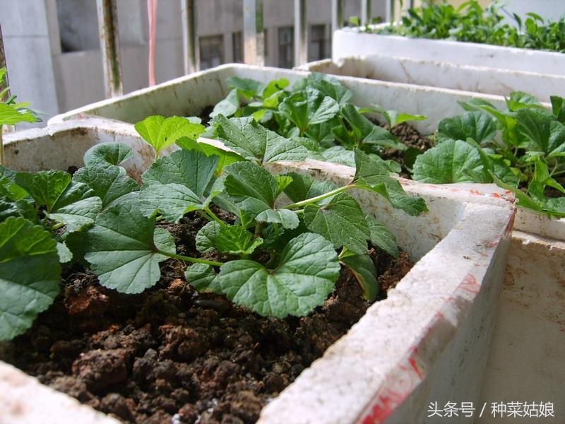 冬季室内香菜种植技术_香菜冬季种植技术视频_香菜冬季室内种植技术视频