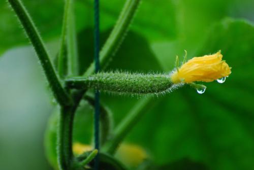 视频黄瓜种植技术大全_种植黄瓜技术视频_种黄瓜视频种植技术