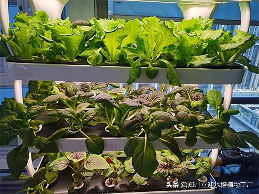 香菜冬季室内种植技术视频_香菜冬季室内种植技术要点_冬季室内香菜种植技术