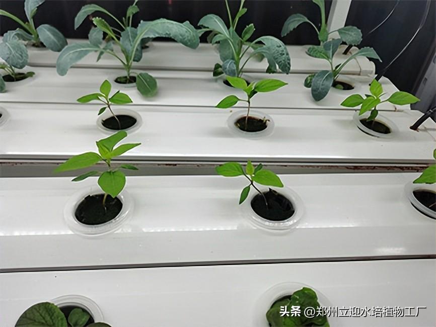 冬季室内香菜种植技术_香菜冬季室内种植技术视频_香菜冬季室内种植技术要点