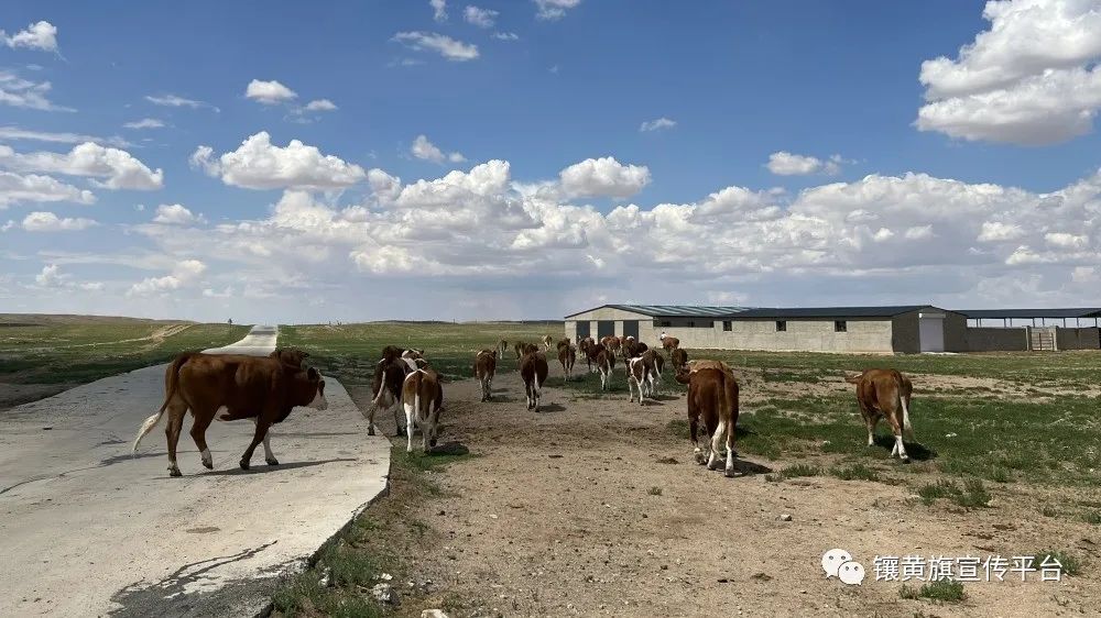 养殖西门塔尔肉牛技术_西门塔尔养牛视频_肉牛养殖技术视频西门塔尔