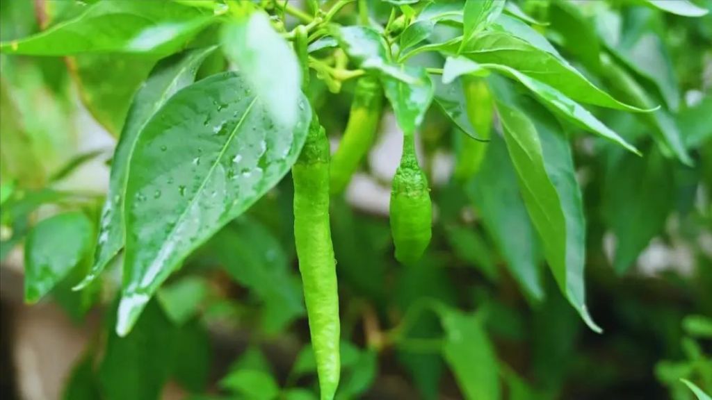 致富椒种植技术_致富椒种植技术要点_致富经种植辣椒