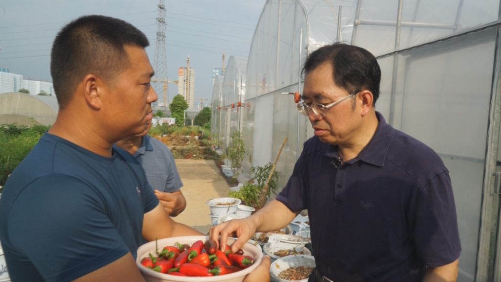 致富椒种植技术_致富椒种植技术要点_致富经种植辣椒