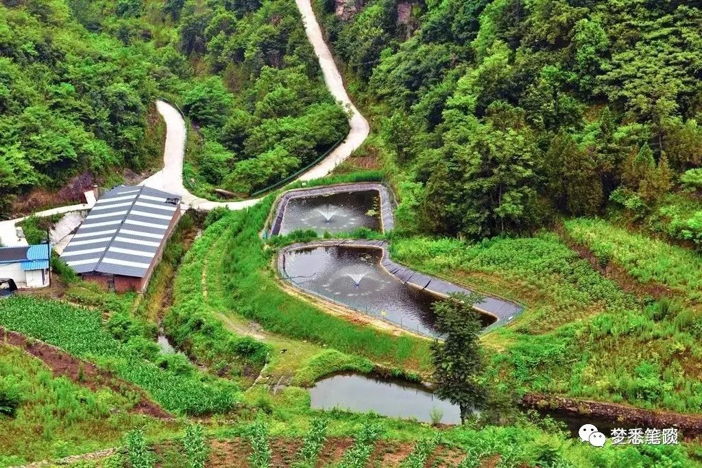 扎根深山养鲈鱼， 乡村致富带头人