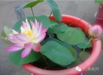 致富经鱼台莲子_致富经鱼台莲子_致富经鱼台莲子