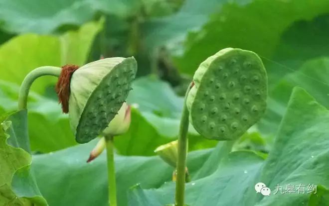 致富经鱼台莲子_致富经鱼台莲子_致富经鱼台莲子