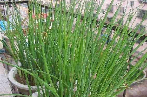 冬季室内香菜种植技术_香菜冬季种植方法_香菜冬季室内种植技术视频