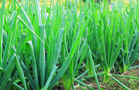 冬季室内香菜种植技术_香菜冬季种植方法_香菜冬季室内种植技术视频