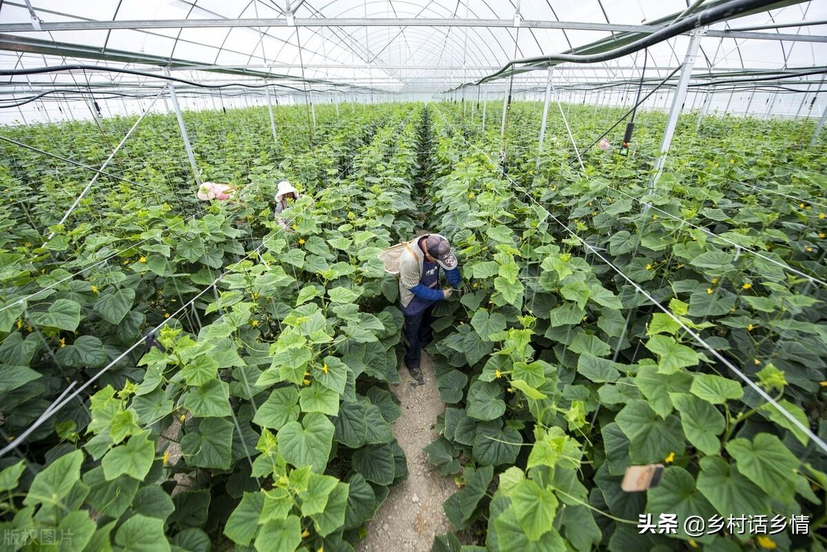 种植黄瓜技术视频_黄瓜种植的视频_种黄瓜视频种植技术