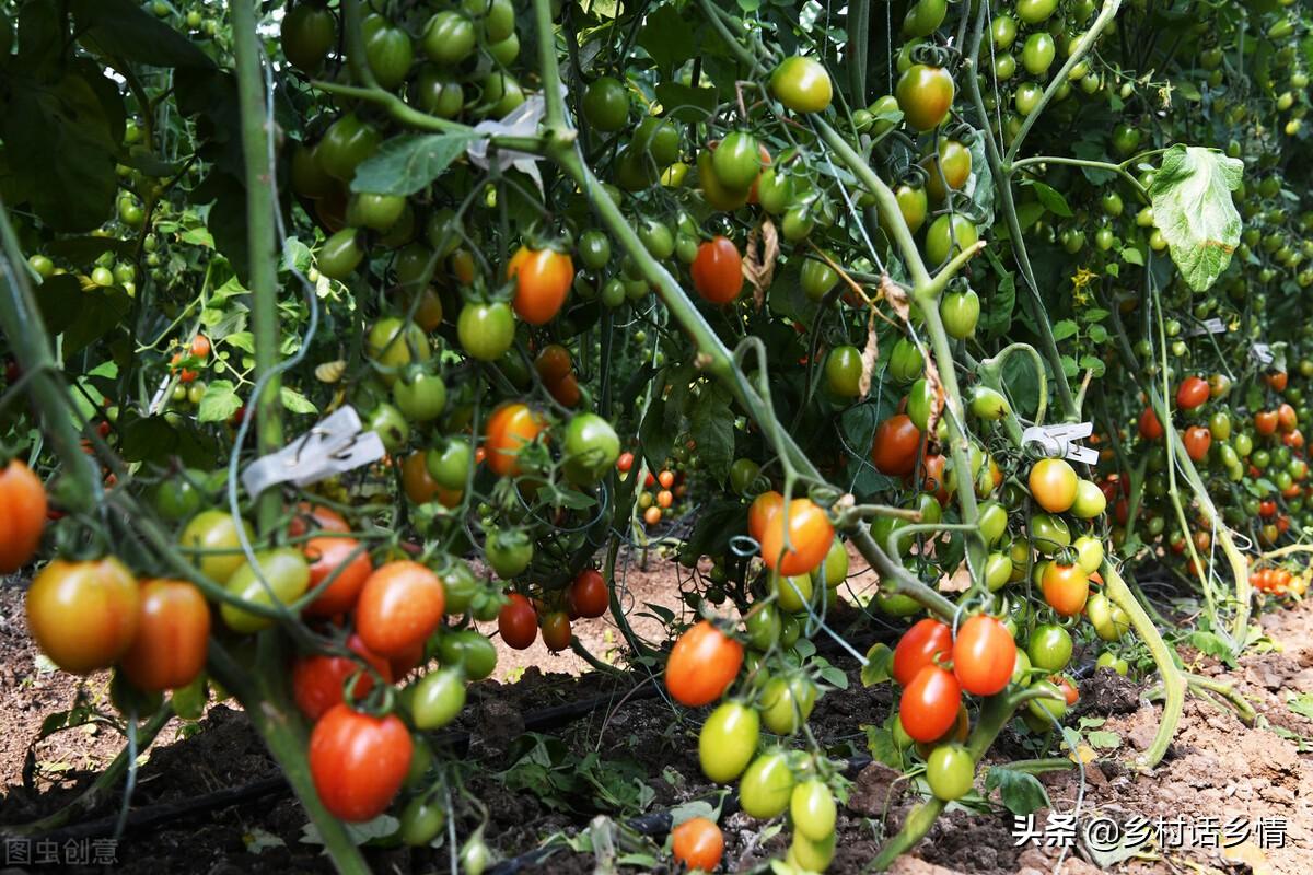 种黄瓜视频种植技术_种植黄瓜技术视频_黄瓜种植的视频