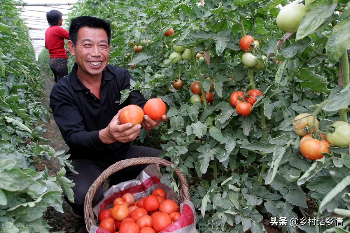 种植黄瓜技术视频_种黄瓜视频种植技术_黄瓜种植的视频