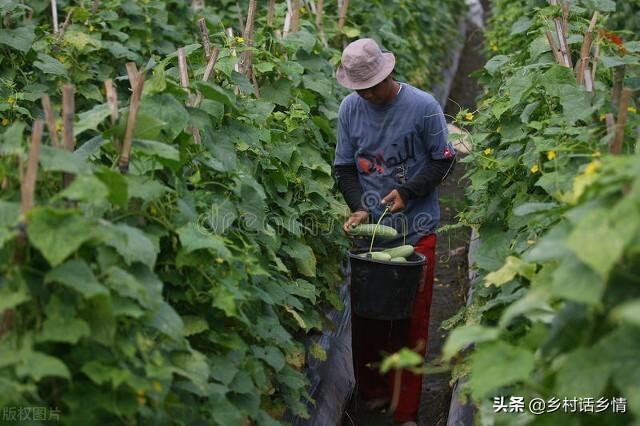 黄瓜种植的视频_种植黄瓜技术视频_种黄瓜视频种植技术