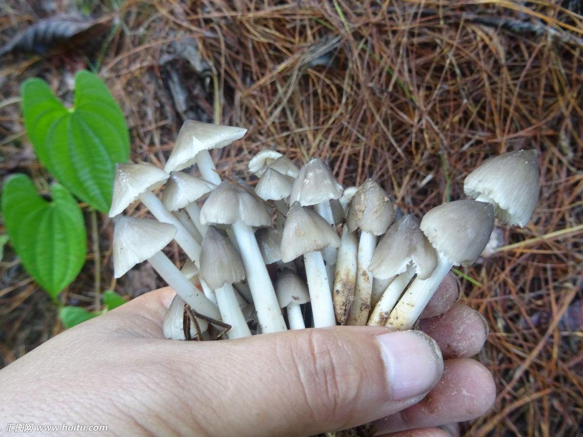 种植什么蘑菇致富_蘑菇致富种植视频_蘑菇种植效益