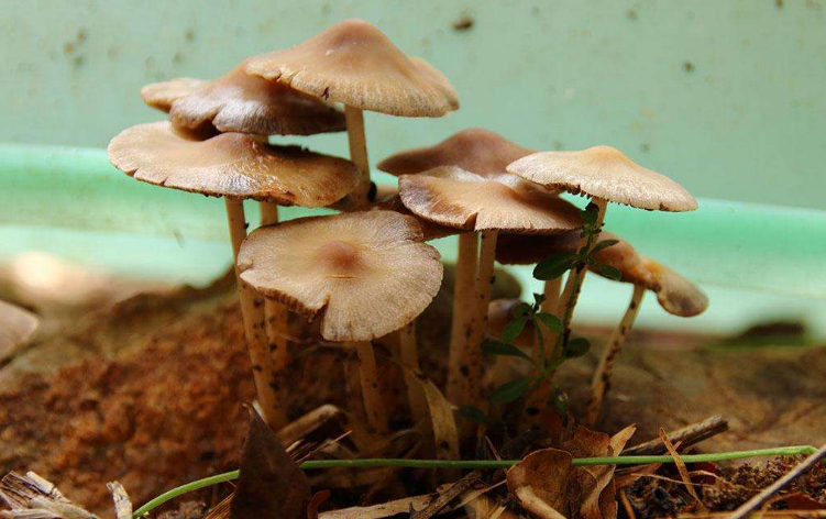 蘑菇种植效益_蘑菇致富种植视频_种植什么蘑菇致富