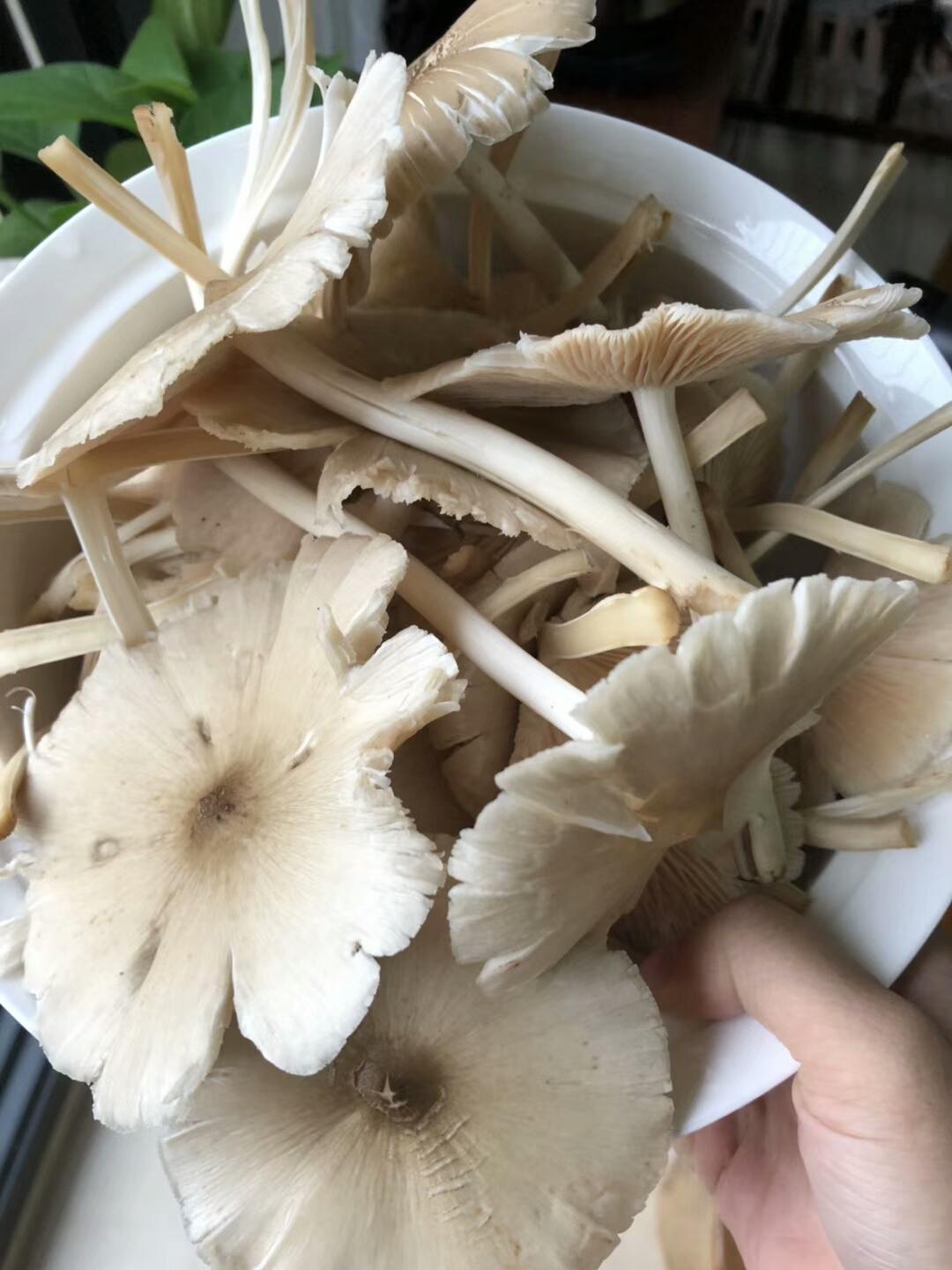 蘑菇种植效益_蘑菇致富种植视频_种植什么蘑菇致富