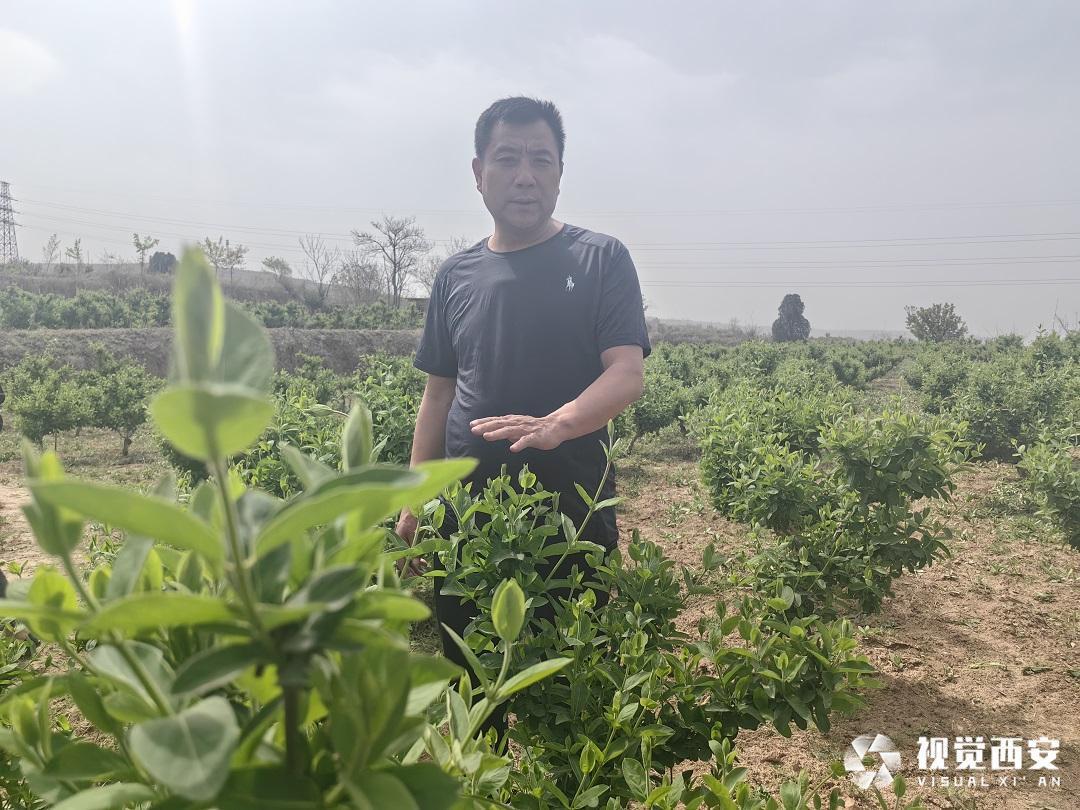 致富种植金银花图片_种植金银花致富_农村种金银花致富经