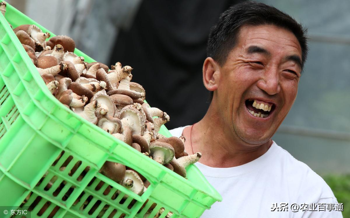 蘑菇致富种植图片_蘑菇种植效益_种植什么蘑菇致富