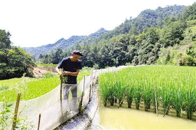 稻鱼共生拓宽增收致富路