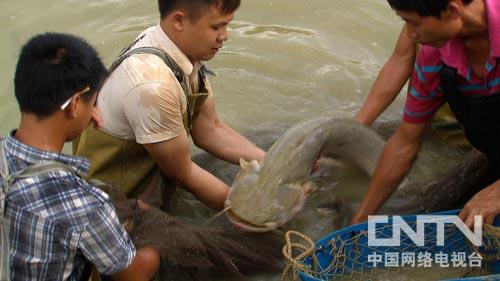 致富水箱养殖项目介绍_致富水箱养殖项目怎么样_水箱养殖致富项目