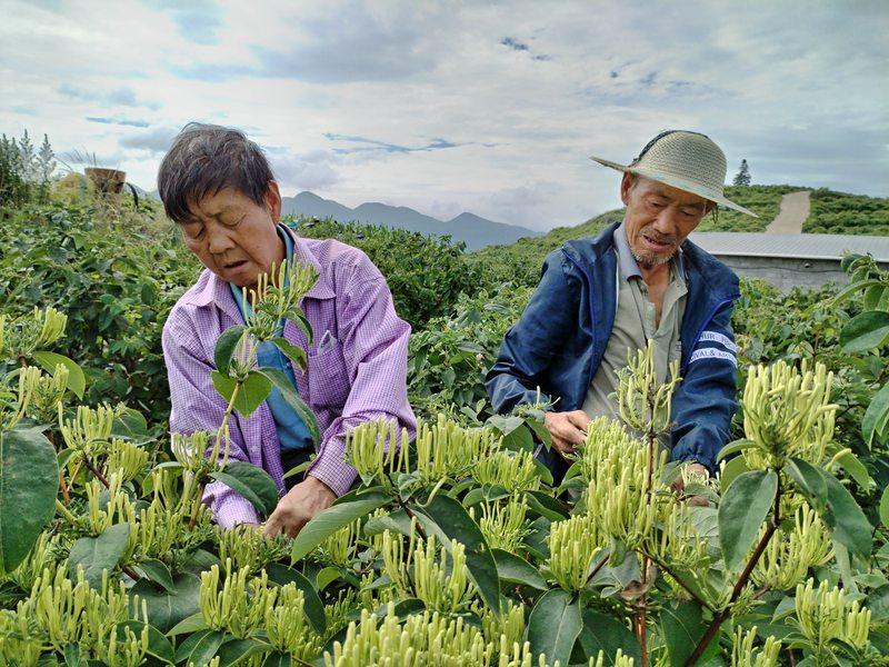 铜仁沿河：朵朵金银花 开出“致富路”