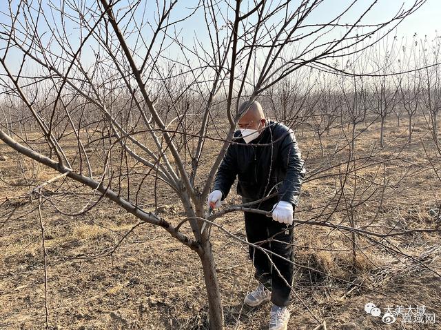 大城县沈房子村苗圃种植促农民增收