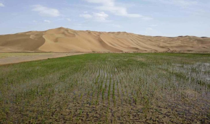 沙漠种草致富经视频_沙漠种植致富方法_沙漠种植新技术