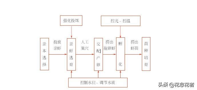 小龙虾人工诱导繁殖技术——亲虾选择和产卵管理