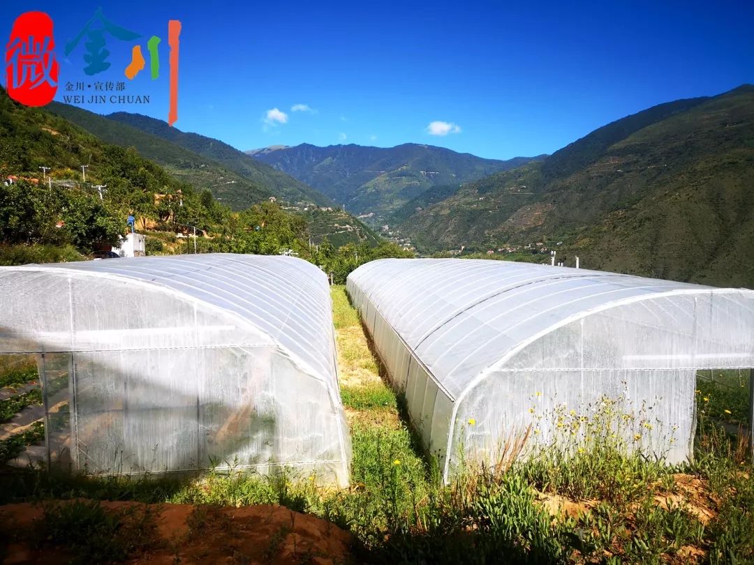 种植水果带头致富_致富创业网搞种植水果_农业种植水果致富项目