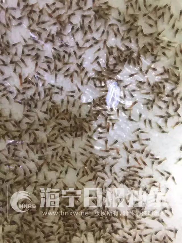 龙虾室内养殖视频_龙虾养殖_室内养殖龙虾技术