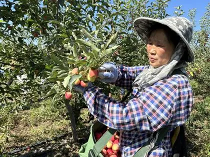 新疆呼图壁：“红宝石”俏立枝头 海棠果成农民致富果