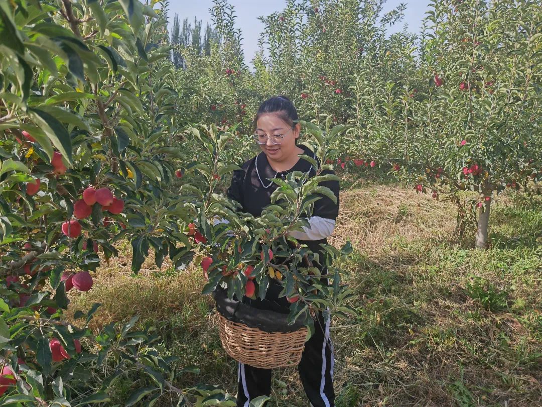 海棠种植前景怎么样_海棠种植怎么致富_海棠致富种植技术视频