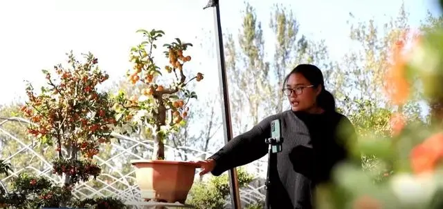 海棠致富种植方法_海棠种植怎么致富_海棠致富种植条件