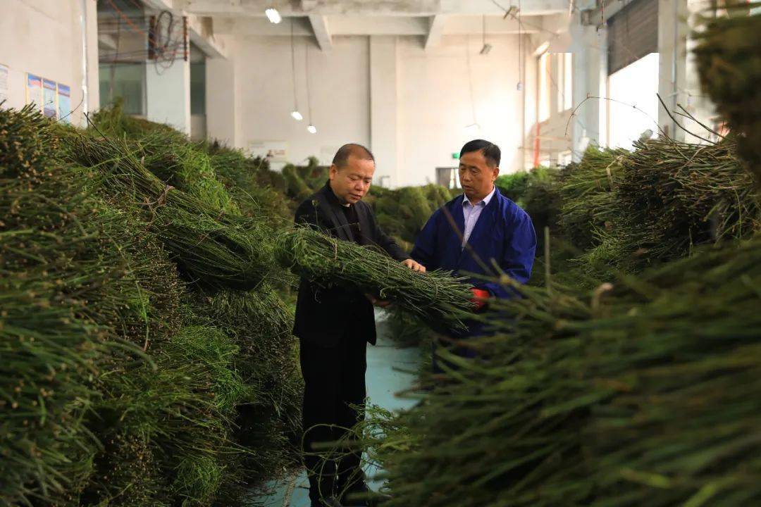 中药材种植致富经_致富药材种植项目有哪些_种植药材致富项目