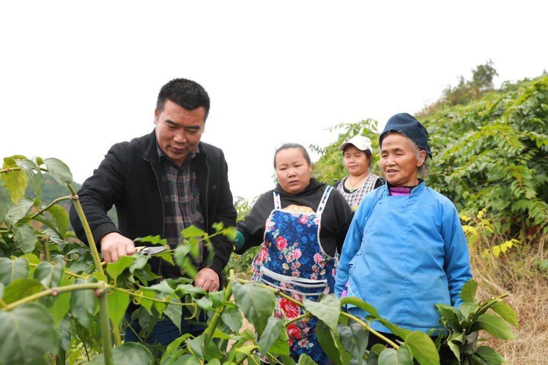 中药材种植致富经_种植药材致富项目_致富药材种植项目有哪些