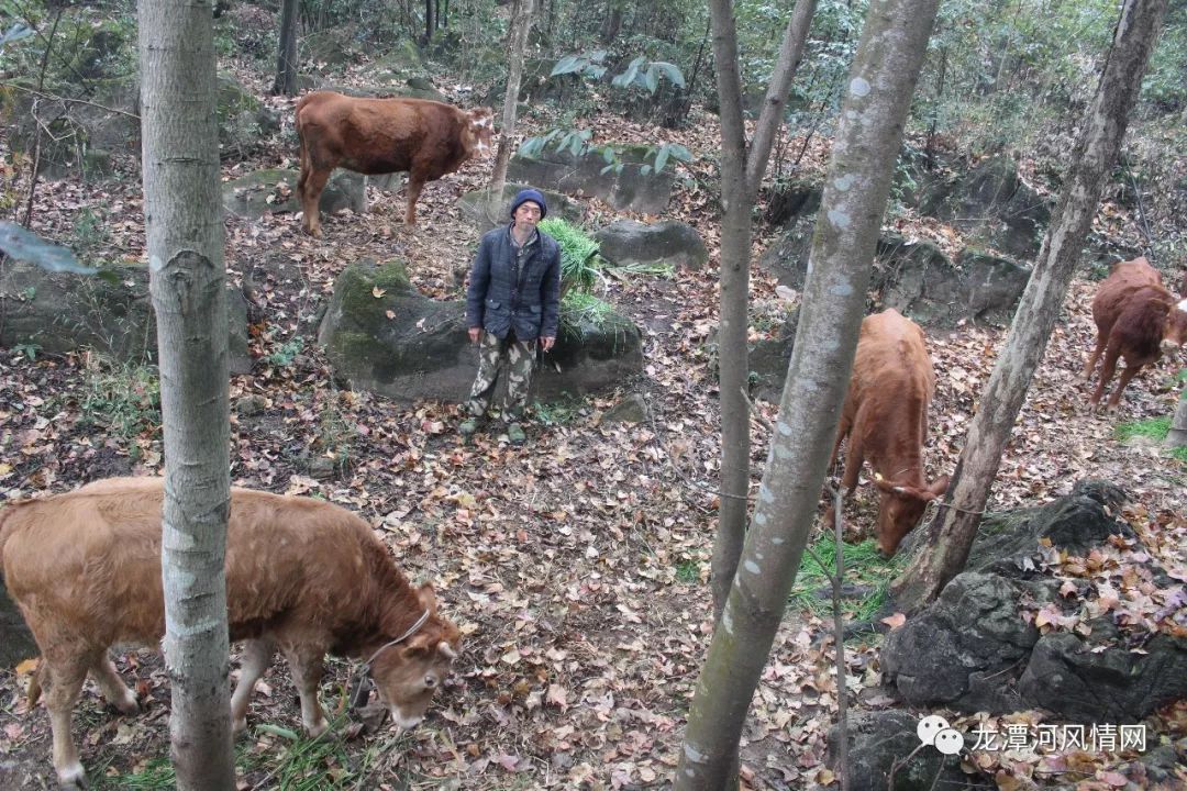 怀孕母牛养殖技术_致富经养母牛_母牛怀孕养殖致富