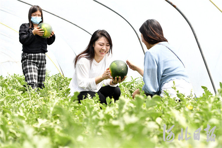 廊坊有机蔬菜种植基地_廊坊地区适合种植什么药材_廊坊农民种植致富