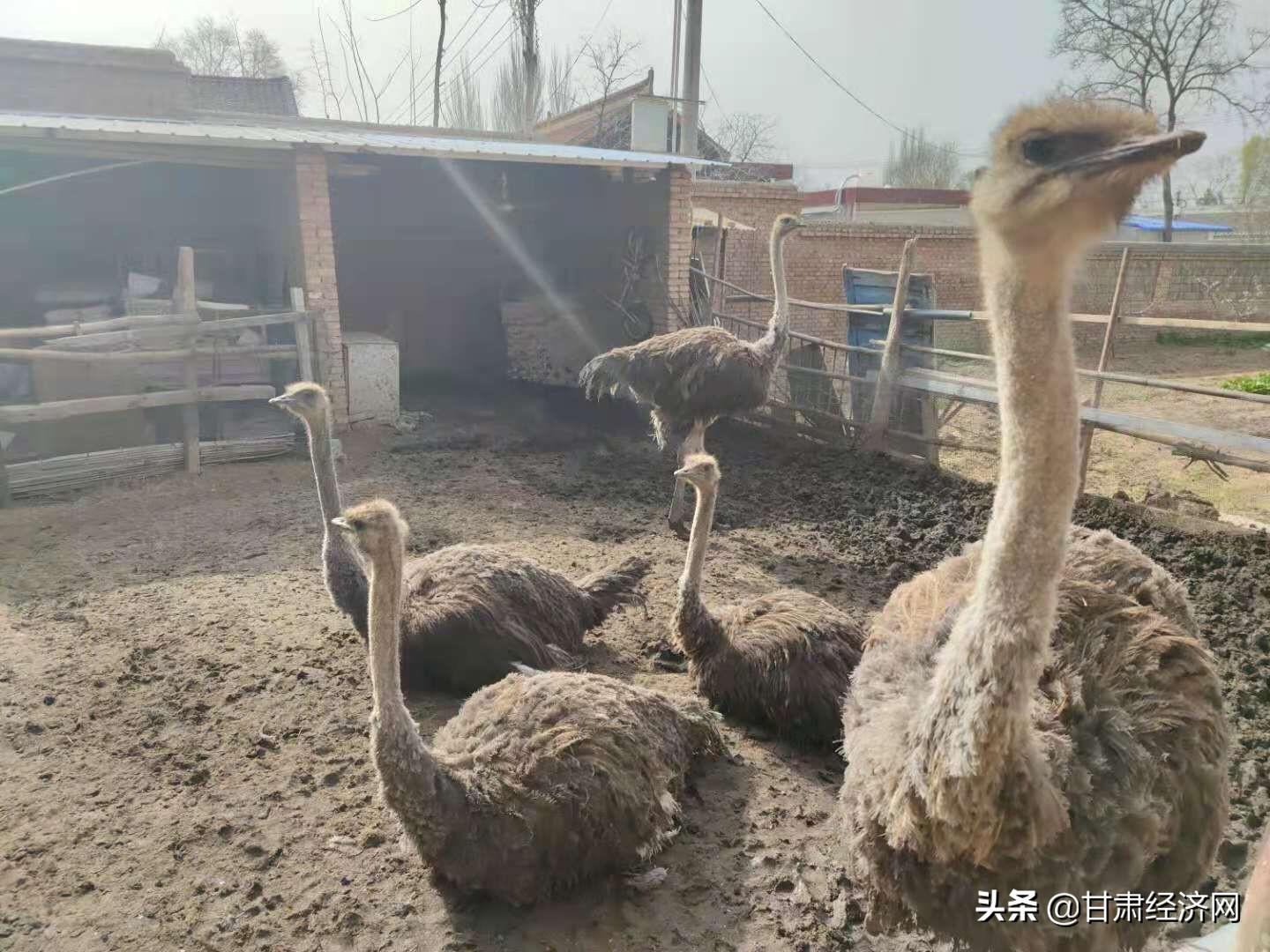 致富养殖驼鸟怎么样_致富经驼鸟养殖_养殖驼鸟怎么样