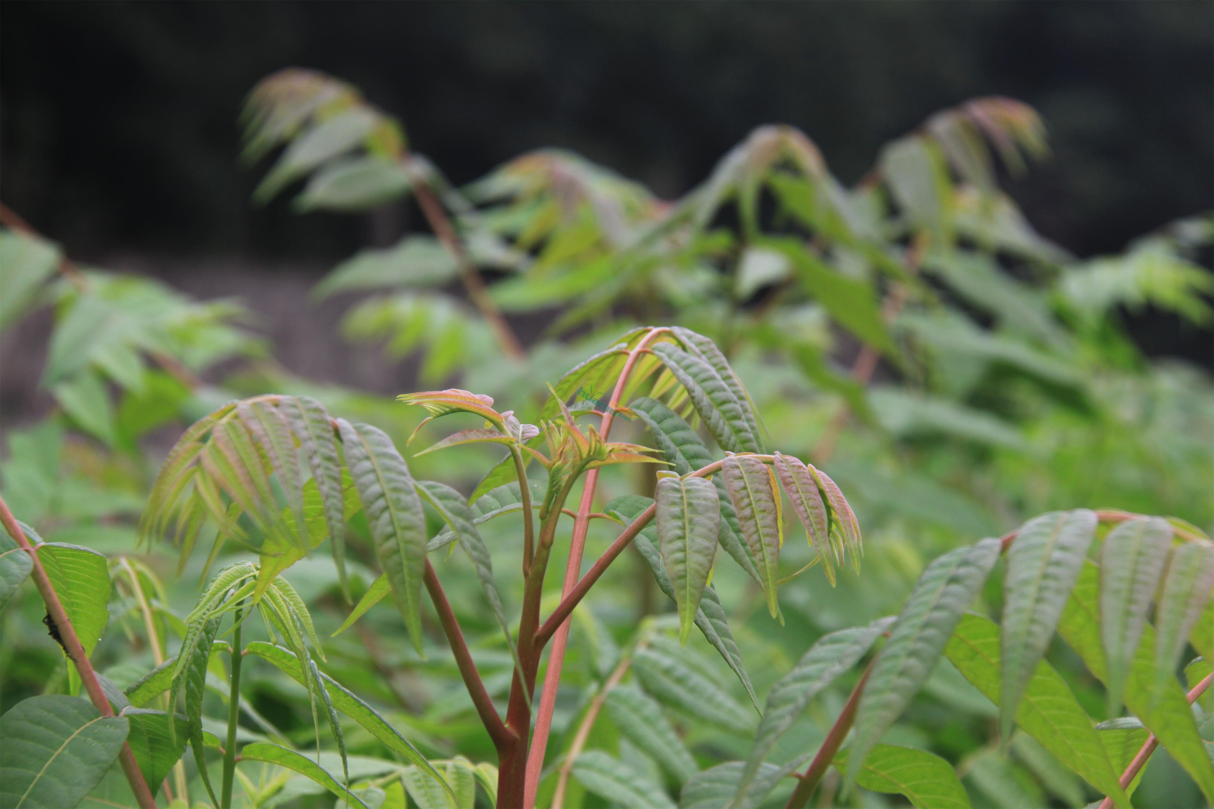 北京周边大棚香椿苗栽植方法 香椿苗种植技术