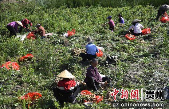 锦屏县新化乡：小生姜喜迎大丰收 群众致富“姜”来可期