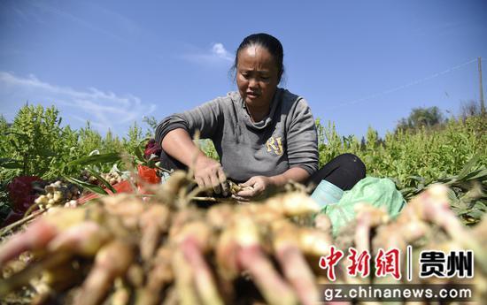 种植生姜致富故事_致富生姜种植故事视频_致富生姜种植故事简介